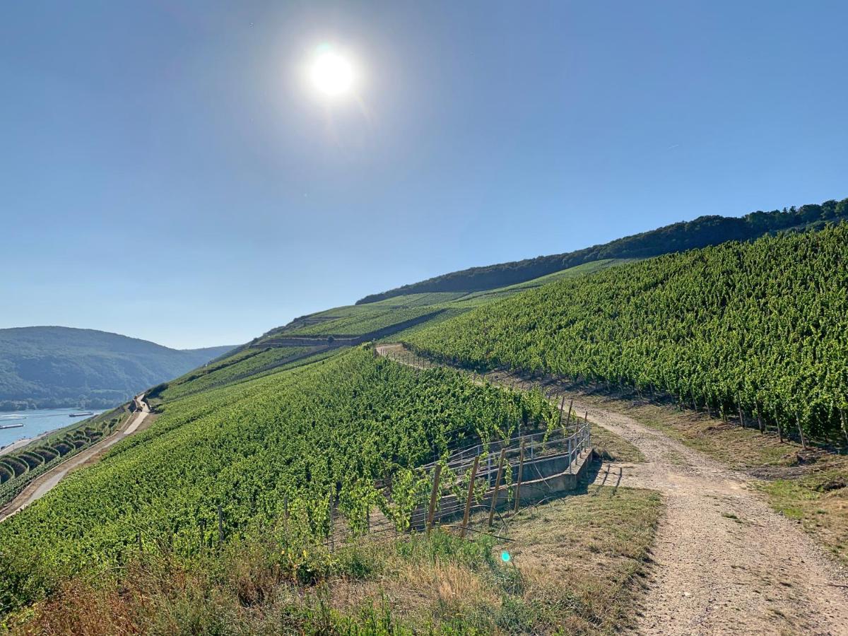 Fewo Zur Goldenen Traube Daire Rüdesheim am Rhein Dış mekan fotoğraf