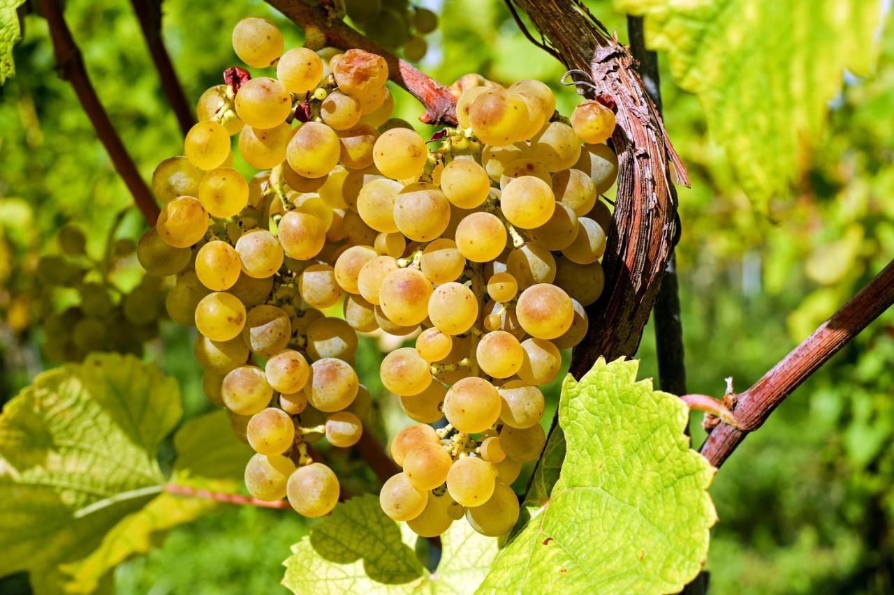 Fewo Zur Goldenen Traube Daire Rüdesheim am Rhein Dış mekan fotoğraf